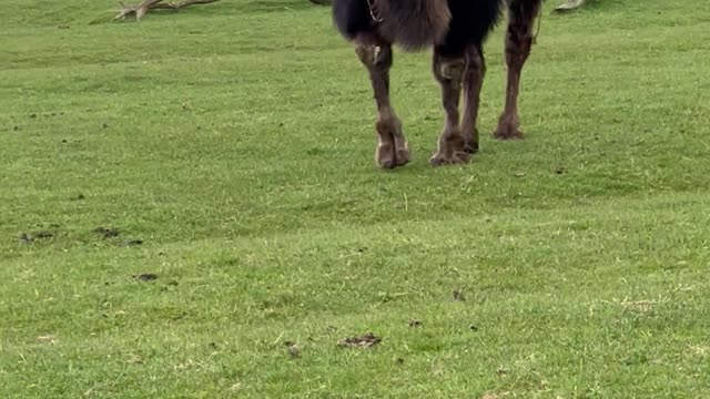 Camel's Lips Flap Around as It Runs