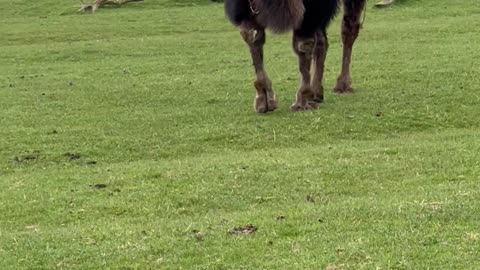 Camel's Lips Flap Around as It Runs