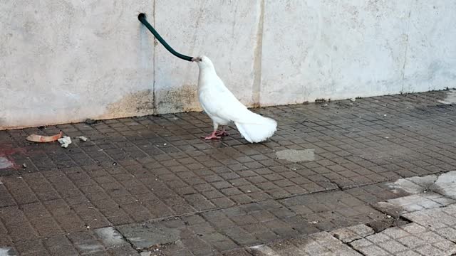 Thirsty bird