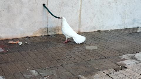 Thirsty bird