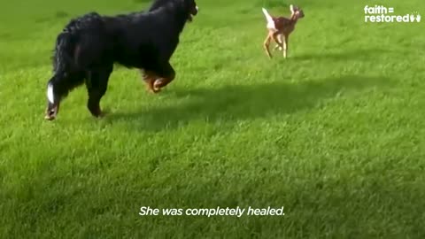 Injured Fawn Deer In Rocky Mountains Gets Adopted | The Dodo Faith = Restored