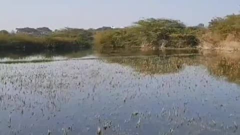 Wildlife in closer view with a natural perspective.