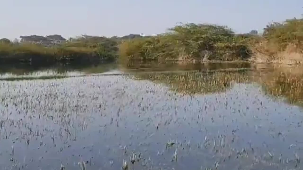 Wildlife in closer view with a natural perspective.