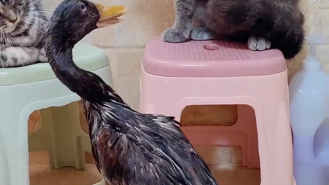 FUNNY DUCK & CATS😁😁😂