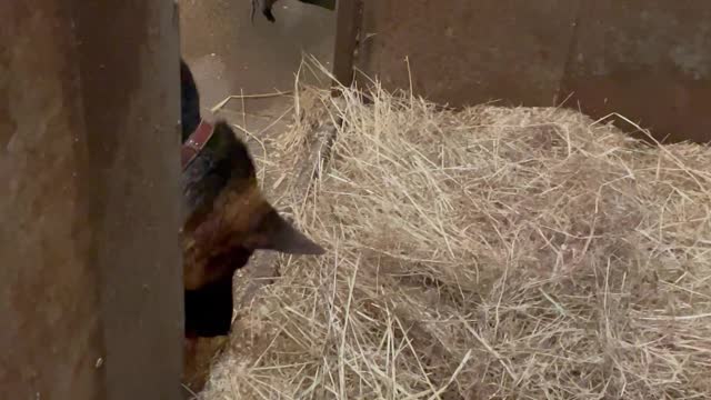 Dog And Horse Enjoy a Meal Together