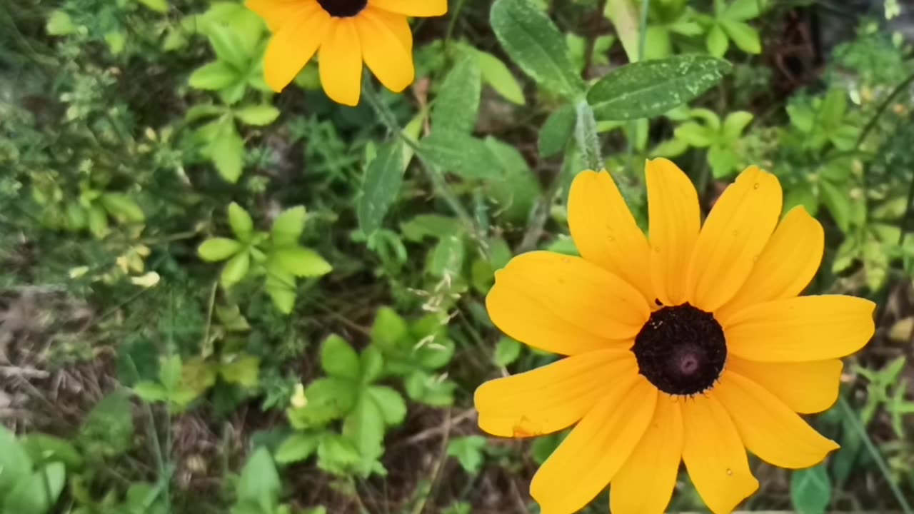 Black-eyed Susans