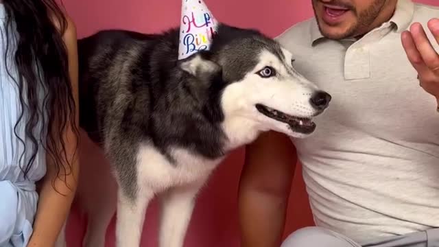 Happy birthday to meekathehusky 💥💥✅♥️♥️😍🥰