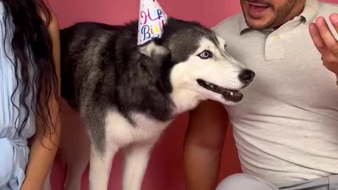 Happy birthday to meekathehusky 💥💥✅♥️♥️😍🥰