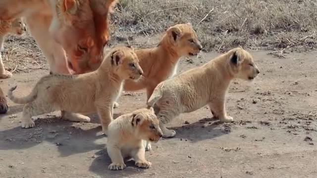 Cute baby lion 2