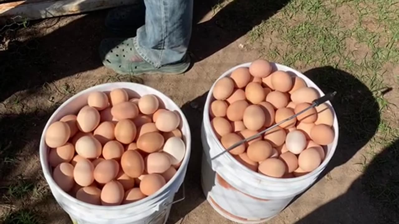 Hen farm , hen eggs , animals