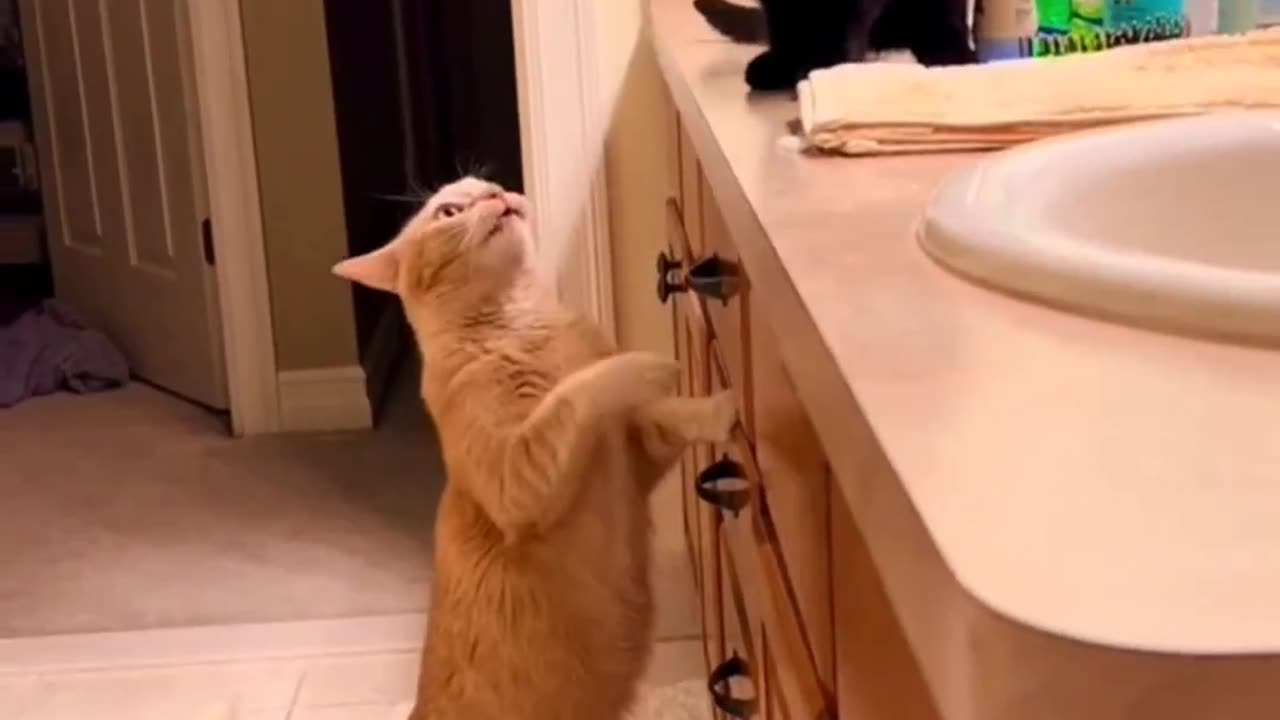 Very funny animal video 🤣 please watch & follow me