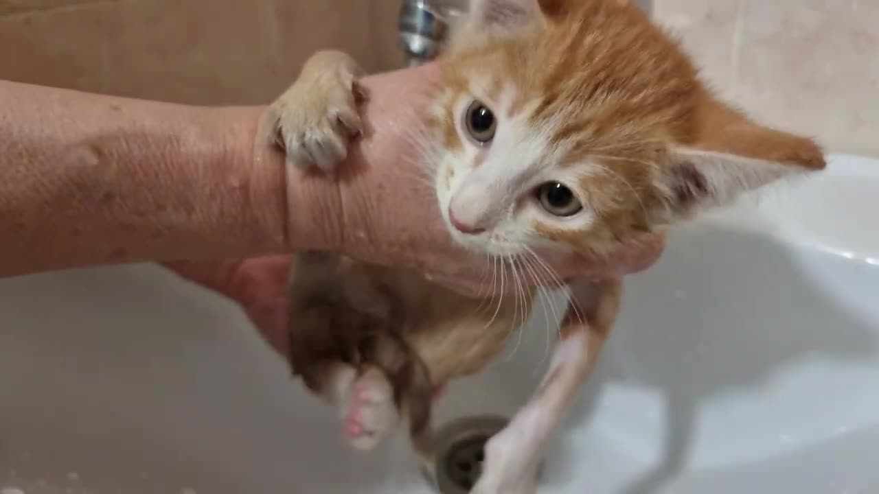 First bath for #kitten