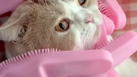 My luna is ready for party' 😍 #cat #viral #cuteanimals