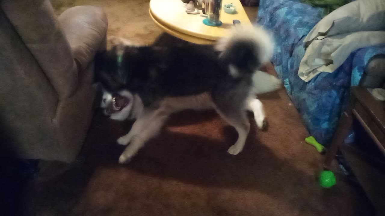 Luna won't stop. Alaskan Malamute's setting the bar in another intense showdown.