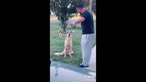 Dogs actually understand what you're saying