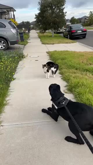Cat Fights a Dog