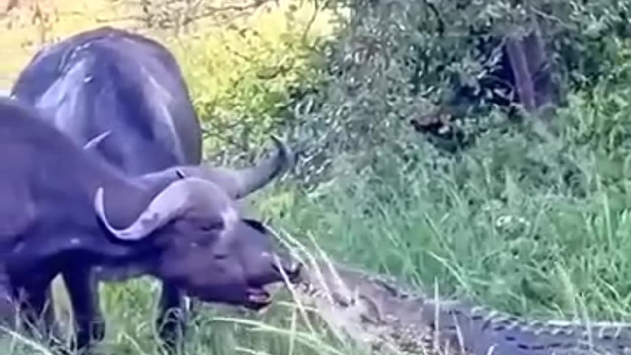 Two animals fight to gether