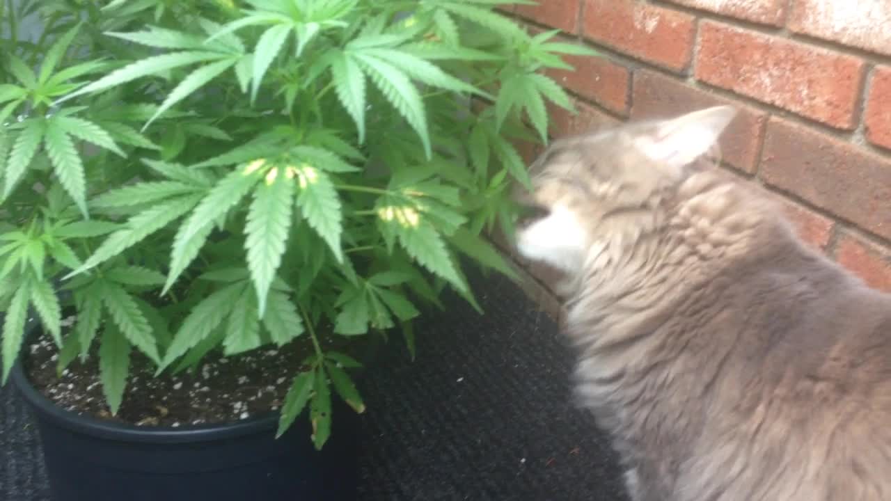 Willy The Cat Eats Marijuana Plant