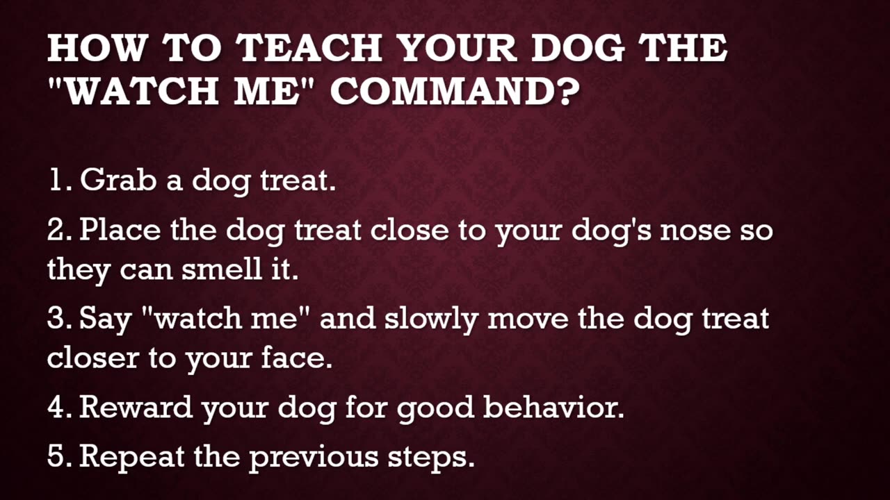 TOP 7 Basic Commands Every Dog Must Know!