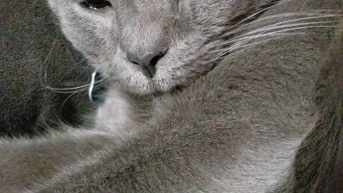 Fat Cat