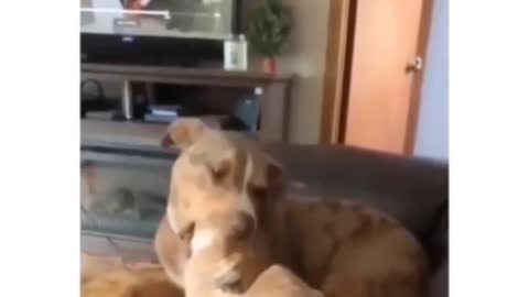 Dog and Cat