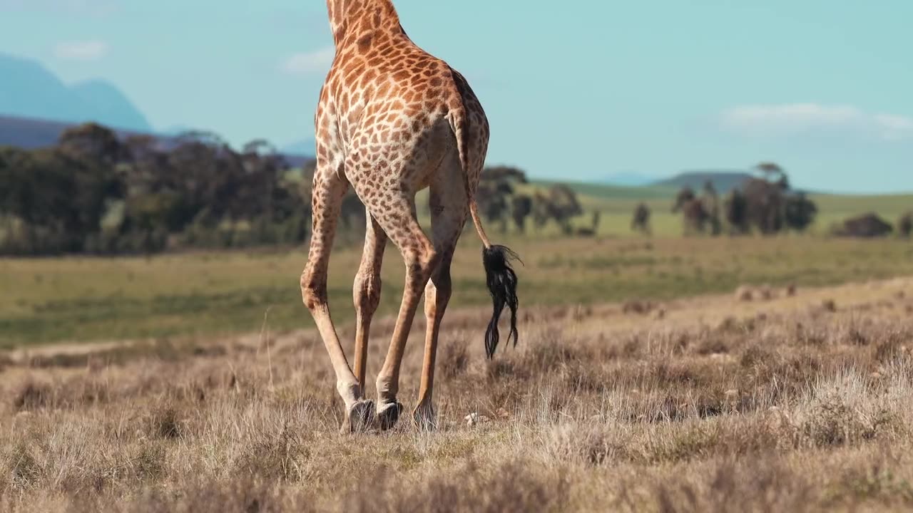 Giraffe Running