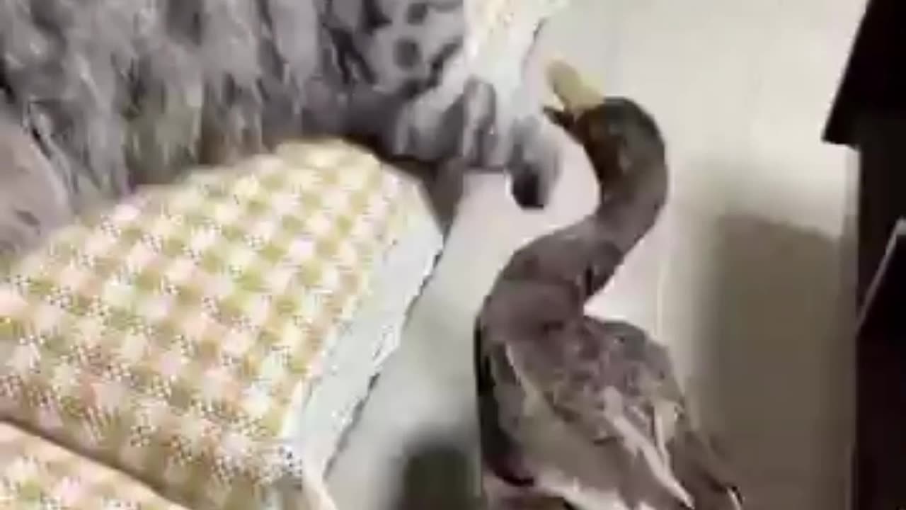 Cat Fights Duck ! The Most Adorable First Encounter Ever!