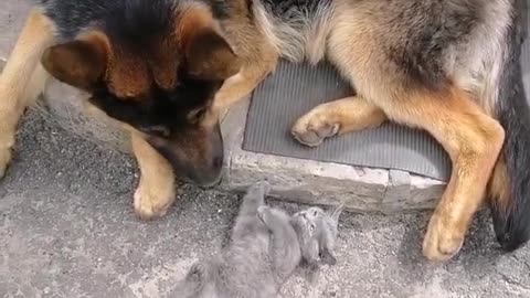 Dog and kitten