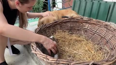 Gentle Golden Retriever Meets A Bunny For The First Time