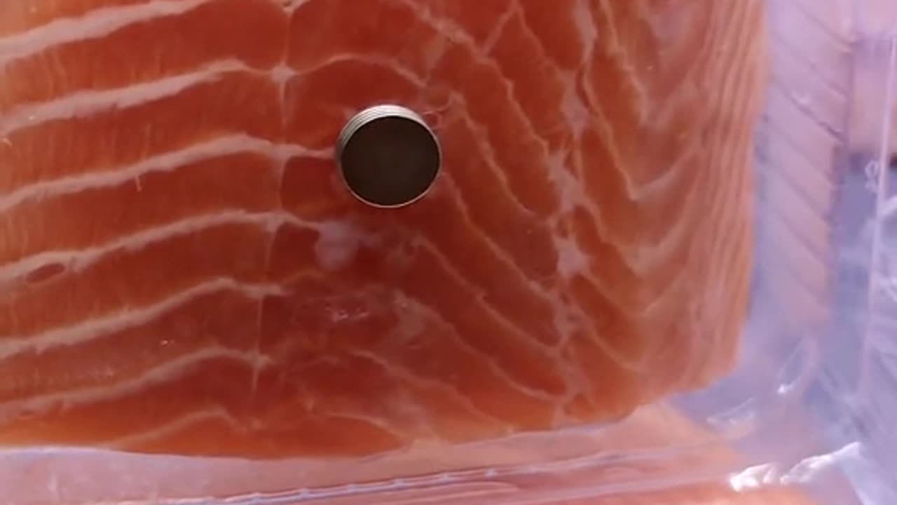 Salmon filled with magnetic nanoparticles. The same material found in mRNA vaccines.