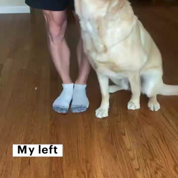 What tricks does your dog know?