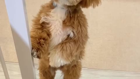 So cute puppy see surprised 🐕🐕🐕🐕🤩