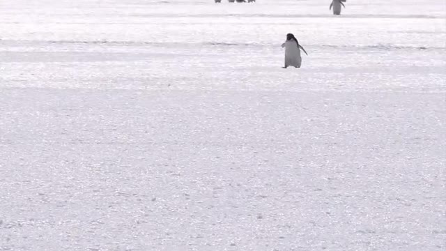 Adelie penguins in a line