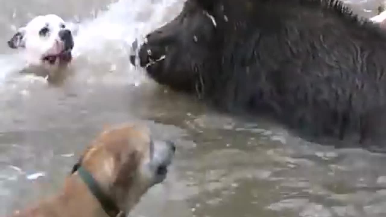 DOGS ATTACK A JUNGLE PIG