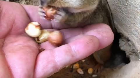 # Cute animal # vole1