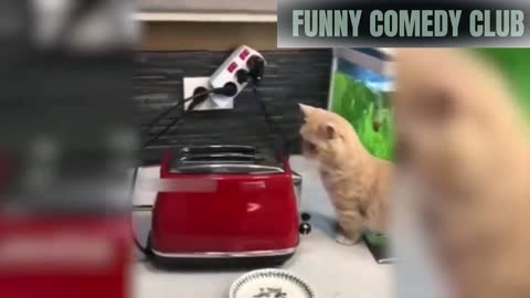 Funny cat got scared with toaster and runs back🤣🤣