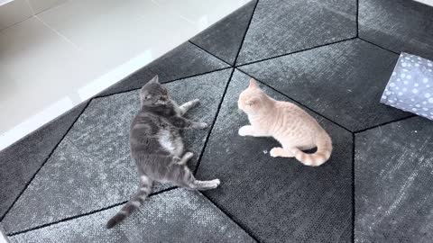 Kitten Meows Before Attacking Cat