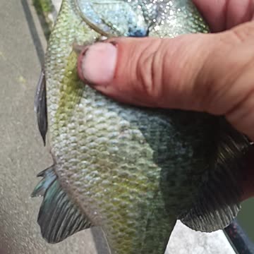 Big bluegill