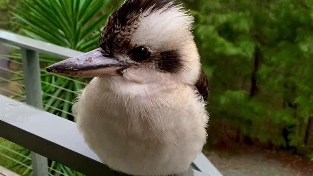 Fluffy the Kookaburra