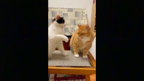 FUNNY & CUTE CAT