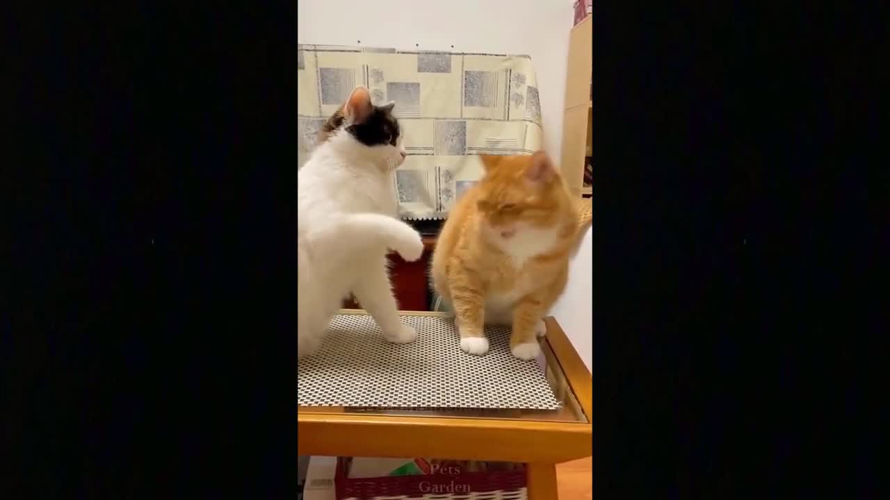 FUNNY & CUTE CAT
