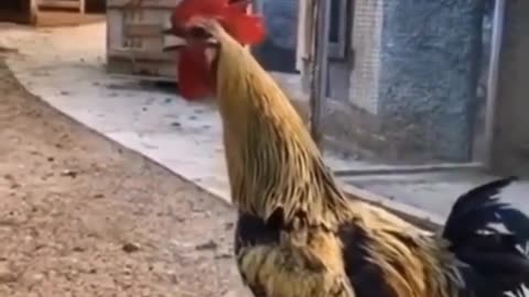 crowing rooster