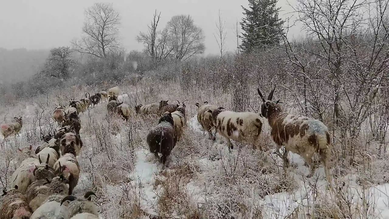 Winter Grazing Diaries: Spot Hollow Flock