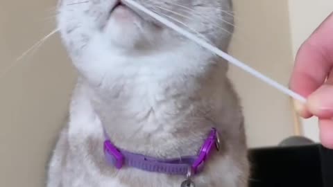 TIPS FOR SWABBING YOUR CAT