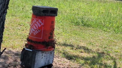 Community bee feeder