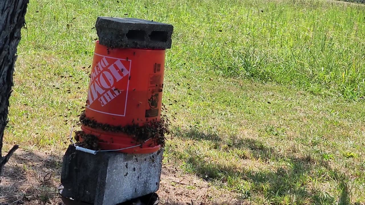 Community bee feeder