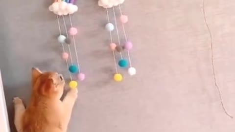 Funny cat climbing wall