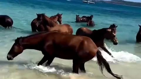 group of horses visit the beach for the first time 🥹