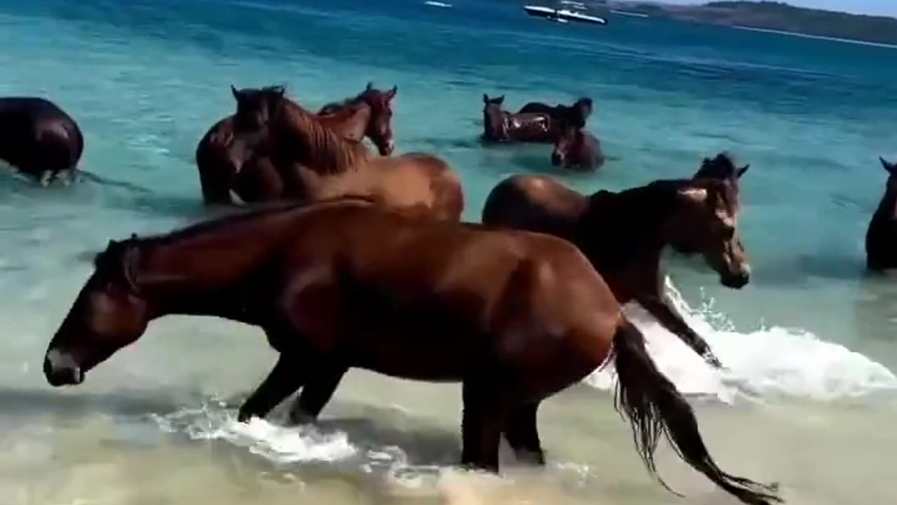 group of horses visit the beach for the first time 🥹