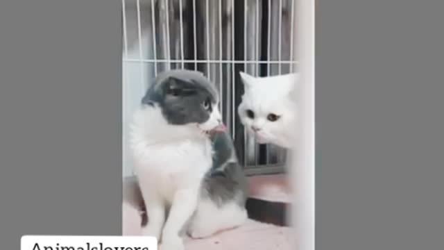 Funny videos of cat behavior that can make you sick to your stomach | funny cats
